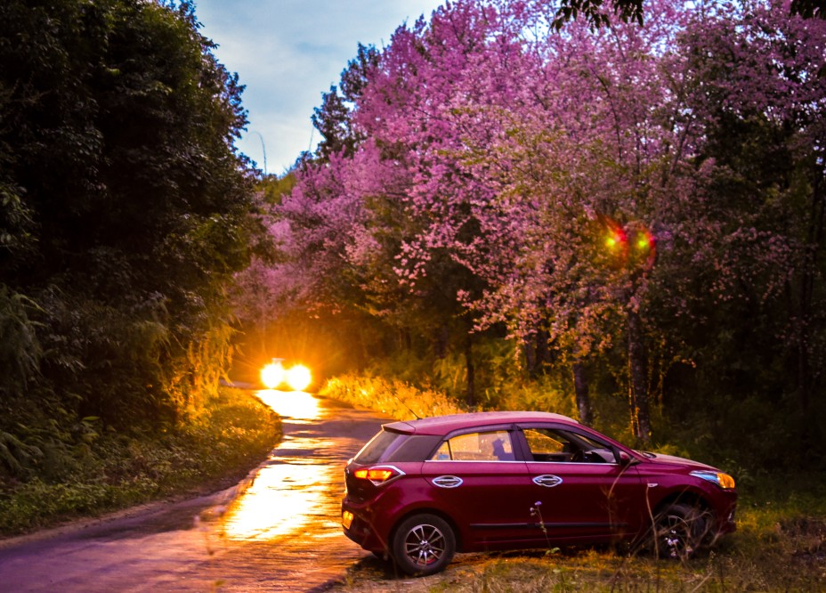 Cherry blossoms in Longkhum