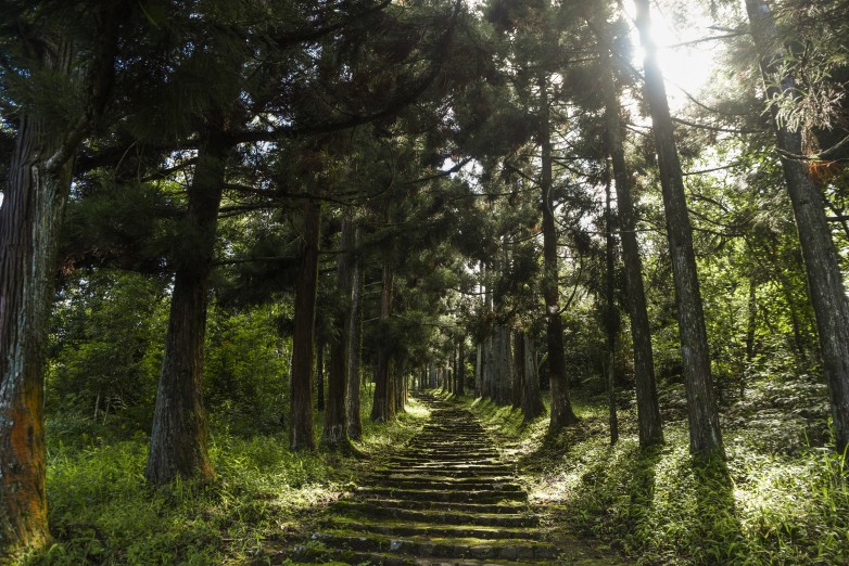Pine Groves in Longkhum