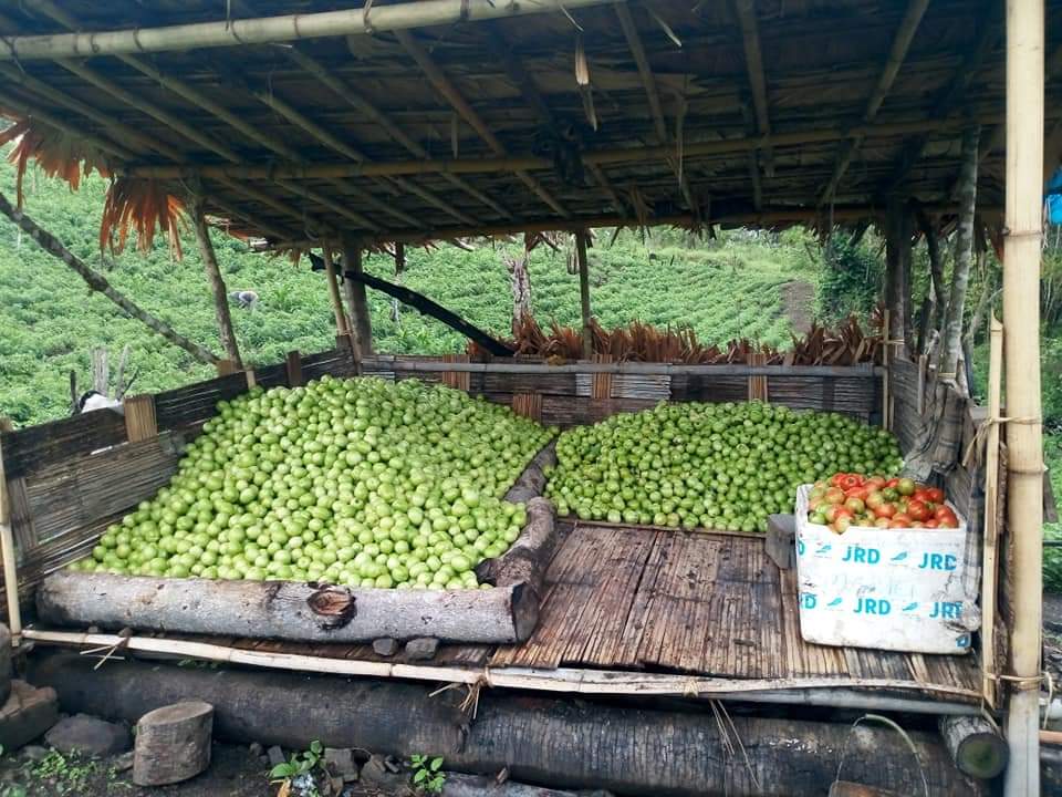 Harvested Longkhum tomatoes displayed at a village farm