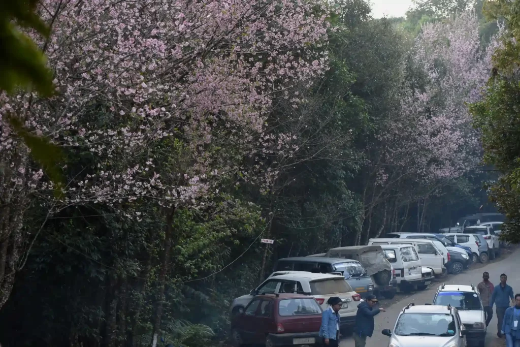 Visitors at Cherry blossom festival Longkhum